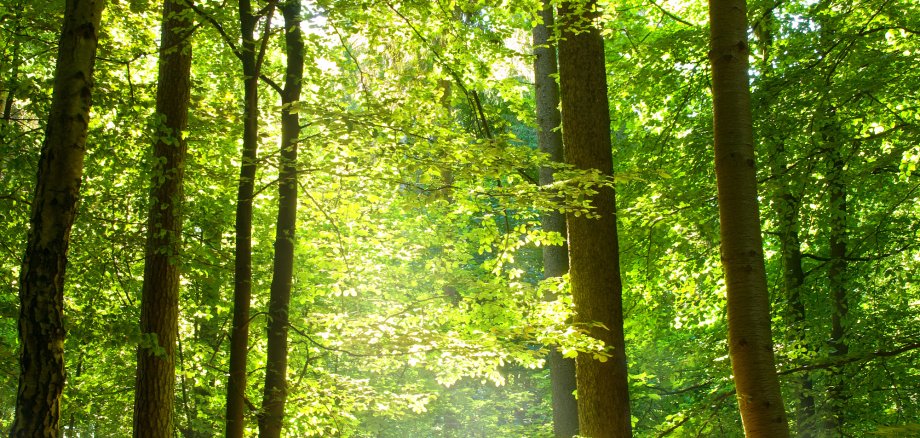 Wald und Nebel