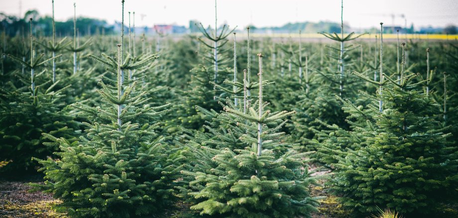 Fichten in einer Plantage